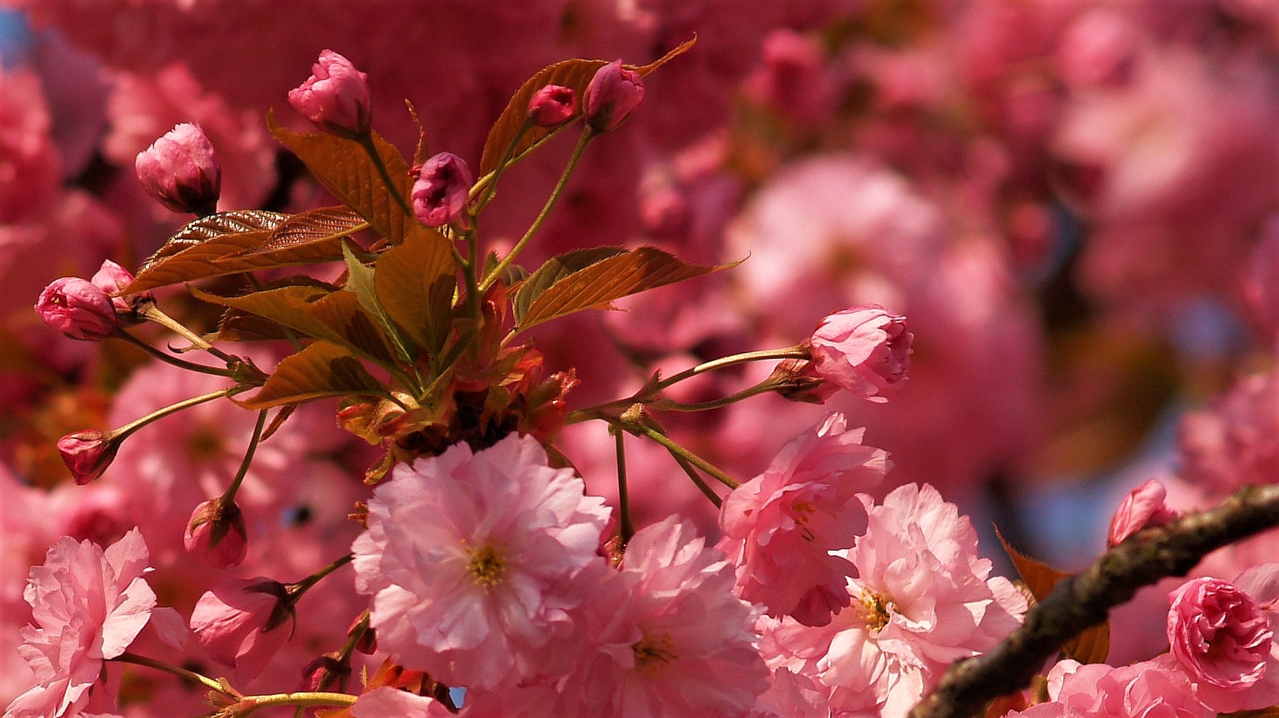 FLOWER 4